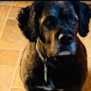 Meet your Posher, Hts boxer38